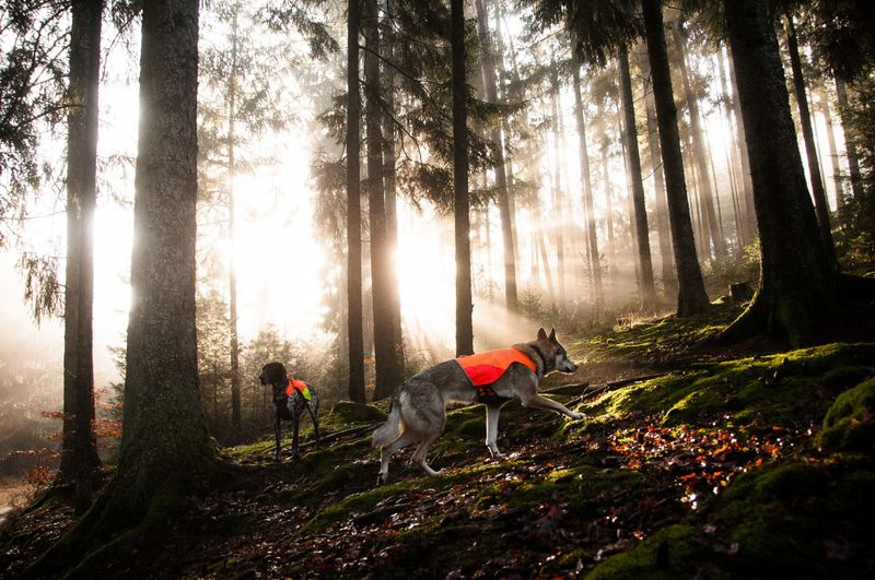 Non-stop dogwear Protector vest dekken