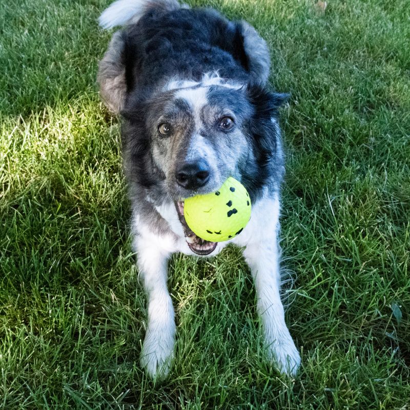 Hundeleke KONG Reflex Ball L