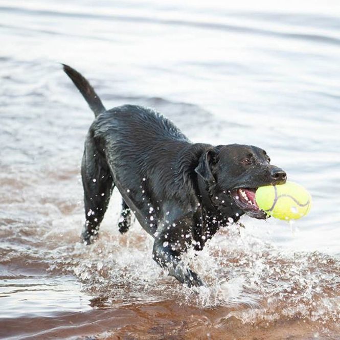Hovedbilde Hundeleke KONG AirDog Squeaker Fotball