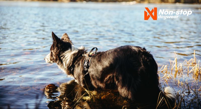 Non-stop dogwear Rock harness