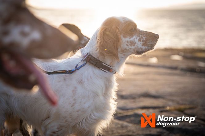 Hovedbilde Non-stop dogwear Roam collar