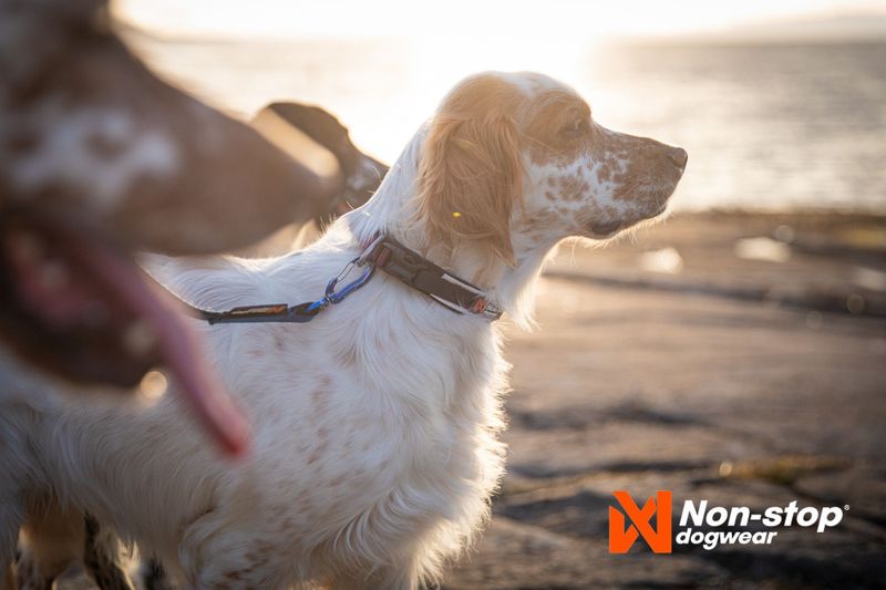 Non-stop dogwear Roam collar