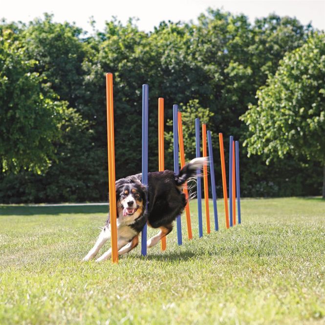 Hovedbilde Agility Slalåm Hinder12stk