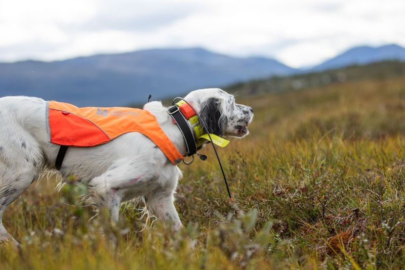 Non-stop dogwear Protector cover dekken