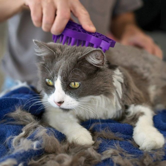 Hovedbilde KONG Cat ZoomGroom