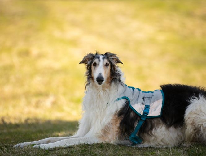 Hovedbilde Non-stop dogwear Cooling vest