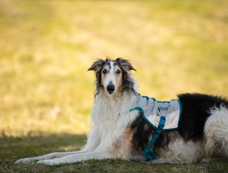 Non-stop dogwear Cooling vest