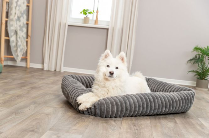 Hovedbilde Hundeseng SOFT Edition Lonni Grå