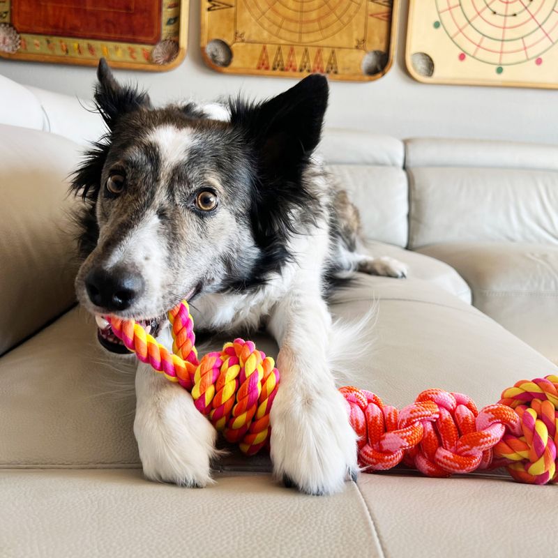 Hundeleke KONG Rope Bunji