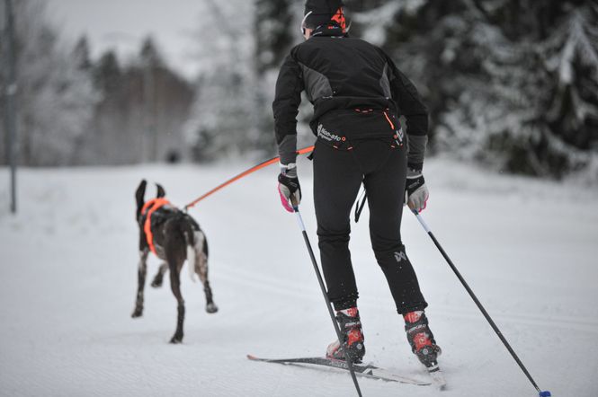 Hovedbilde Non-stop dogwear Løype belt pro