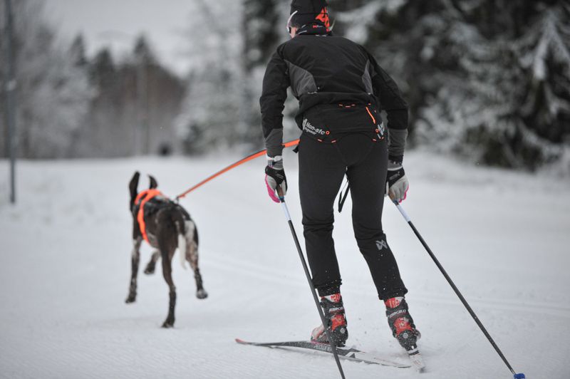 Non-stop dogwear Løype belt pro