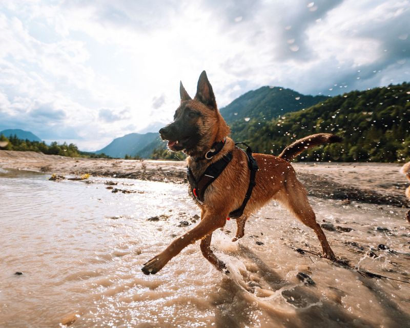 Non-stop dogwear Rock harness