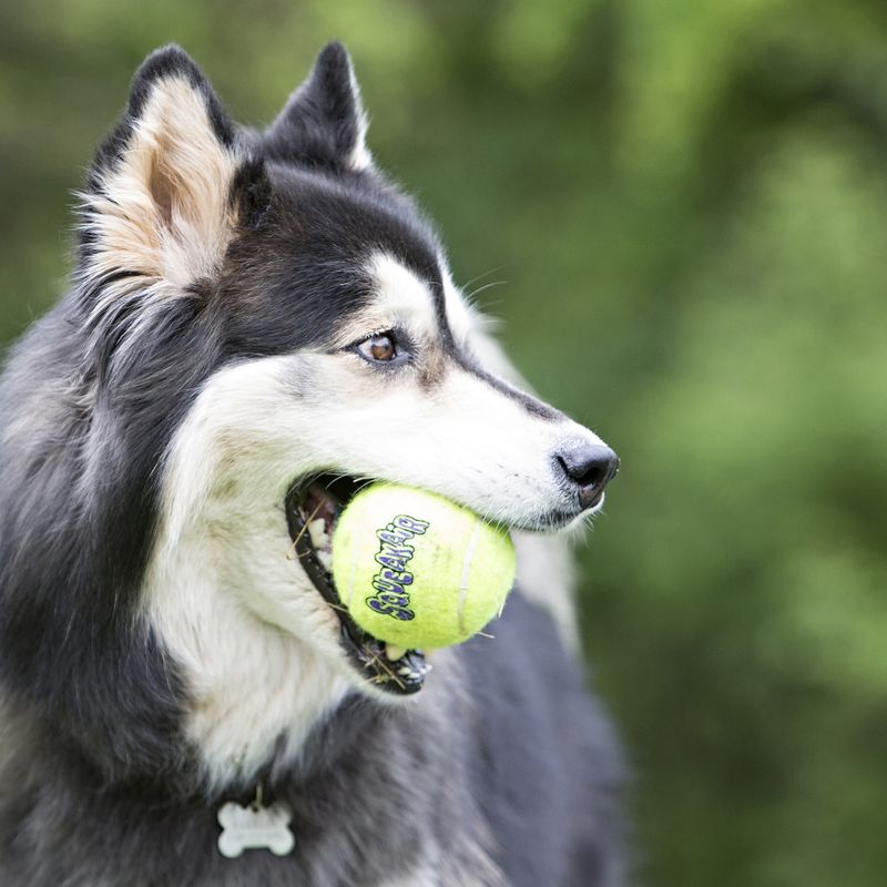 Hundeleke KONG AirDog SqueakAir Ball Multipack