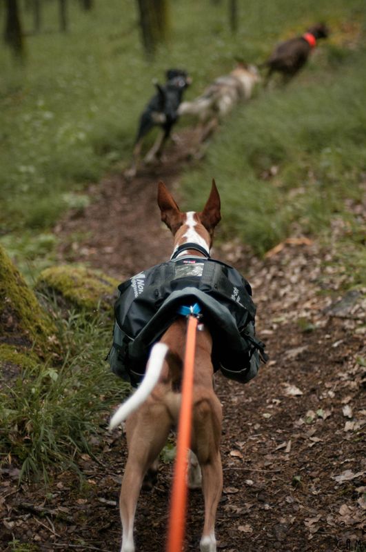 Non-stop dogwear Amundsen pack