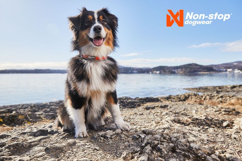 Non-stop dogwear Cruise collar