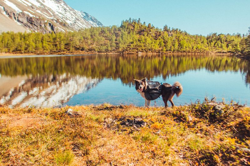 Non-stop dogwear Amundsen pack