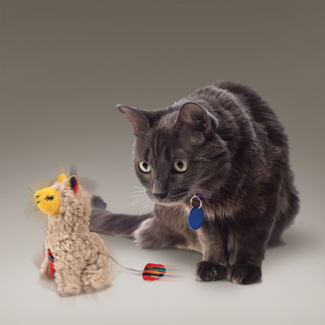 Hovedbilde Katteleke KONG Softies Buzzy Lama