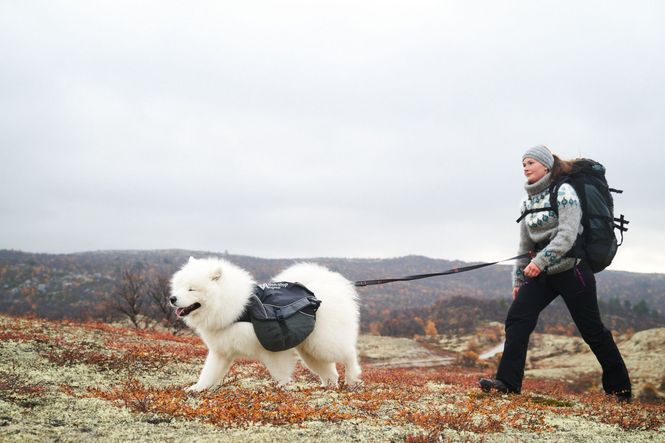 Hovedbilde Non-stop dogwear Touring bungee adjustable leash