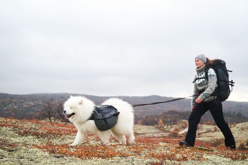Non-stop dogwear Touring bungee adjustable leash