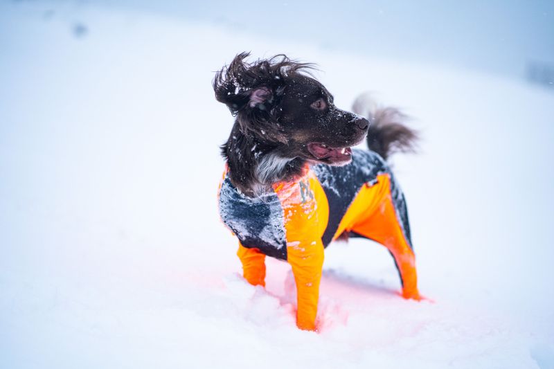Non-stop dogwear Protector snow dekken