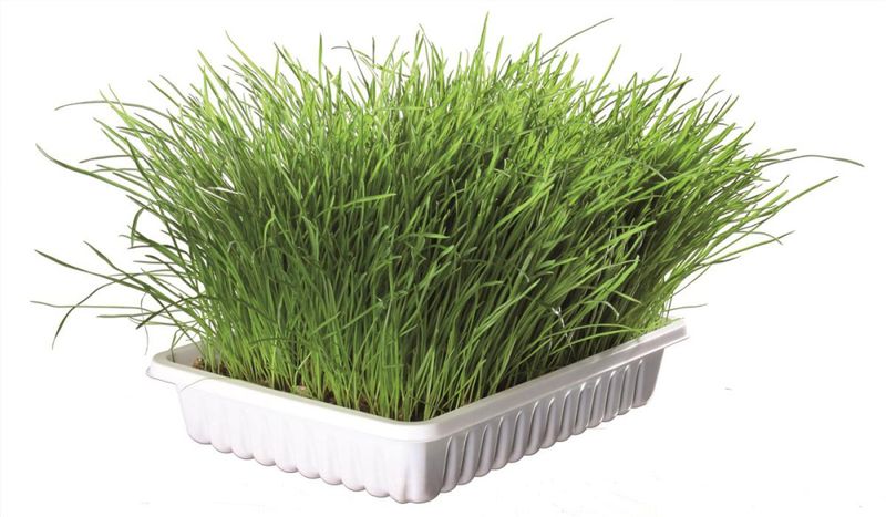 Kattegress Refil Biologisk 100g