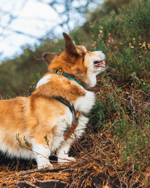 Non-stop dogwear Trail quest collar Rachel Pohl edition