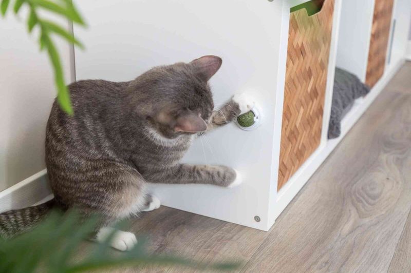 Catnip Ball M/Holder Ø5cm