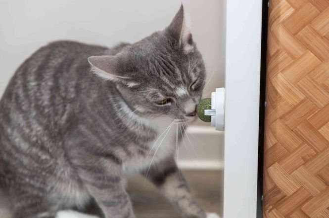 Hovedbilde Catnip Ball M/Holder Ø5cm
