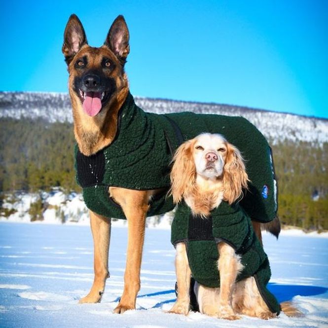 Hovedbilde CANELANA Selva Ulldekken Hund Dachs